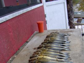 bonar south fish