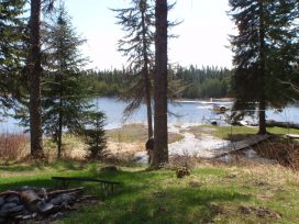 riverside through the trees