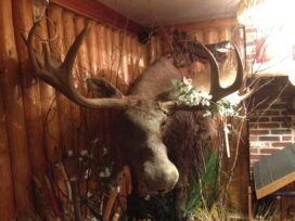 Bull Moose